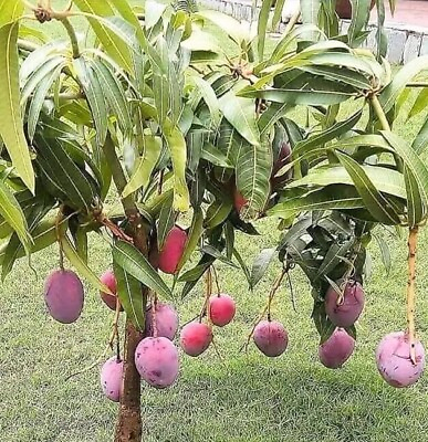 #ad Mango Live Tropical Fruit Tree 10” 14” in The Pot Seeding Mango Live Plant $31.00