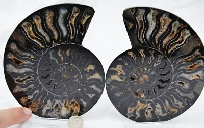 #ad RARE 1n100 BLACK Ammonite PAIR Deep Crystals 110myo FOSSIL XXL 146mm 5.7quot; 9232yy $109.24