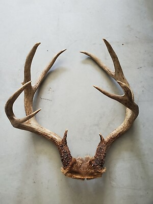 #ad Deer antlers Shed Antlers B $279.00