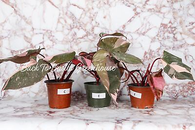 #ad Philodendron Pink Princess Pick Your Plant $112.00