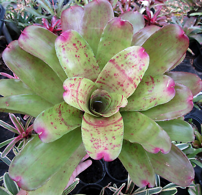 #ad Bromeliad Neoregelia POLAR SHIFT Broad Leaves Soft Color Large Plant $29.50