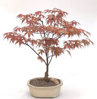 #ad Japanese Red Maple Bonsai Tree Live Acer Palmatum Rhode Island Outdoor 15 yo 16quot; $215.95