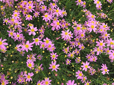 #ad 100 Pink Coreopsis #x27;American Dream#x27; Coreopsis rosea Pink Tickseed Cultivar $5.00