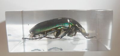 #ad Blue Rose Chafer Beetle in Small Clear Resin Block Teaching Specimen TE1 $13.00