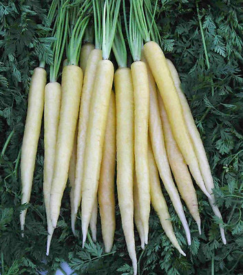 #ad carrot LUNAR WHITE 150 seeds buy US USA GroCo $0.99