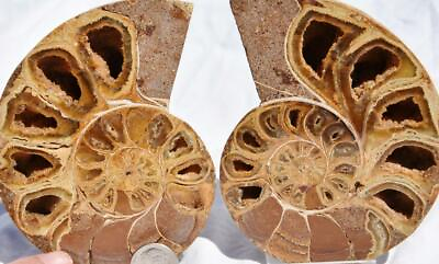 #ad 2761 PAIR Ammonite Phylloceras V Shaped Nautilus110myo FOSSIL LARGE 106mm 4.2quot; $71.99