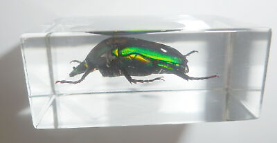 #ad Green Rose Chafer Beetle in 45x30x16 mm Small Clear Resin Block Learning Aid TE1 $12.00