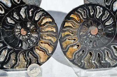 #ad RARE 1n100 BLACK Ammonite PAIR Deep Crystals 110myo FOSSIL XXL 152mm 5.9quot; 9316xx $106.39