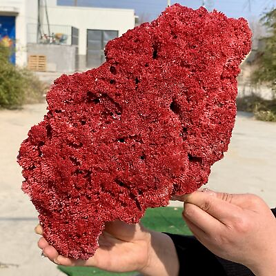 #ad 2.7LB Natural Red coral reef Cluster Ocean Mineral Crystal Specimen $790.50
