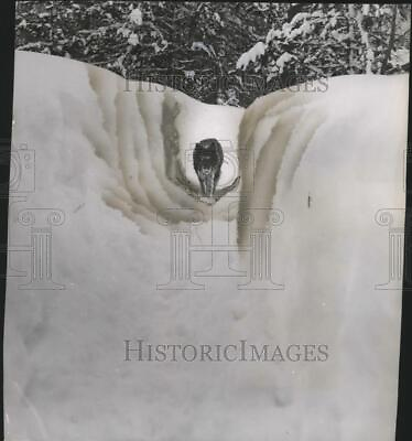 #ad 1954 Press Photo Dog named quot;Palquot; walking in snow alongside Priest lake. $19.99
