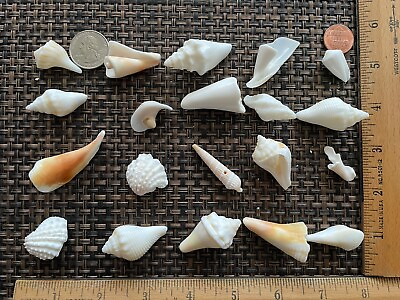 #ad Set of 20 South Florida Seashells $4.95