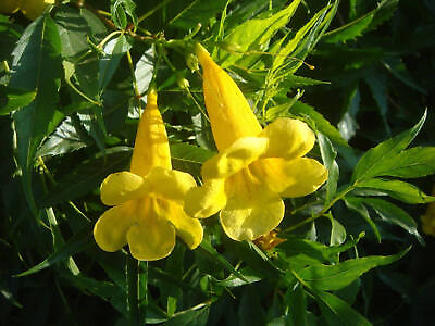 #ad Organic Esperanza 30 Seeds Yellow Bells Yellow Elder Bush Tecoma Stans 021 $4.15