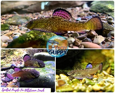 #ad Rare Limited Pack of 1 Spotted Purple Fin Hillstream Loach Algae Eater $49.95