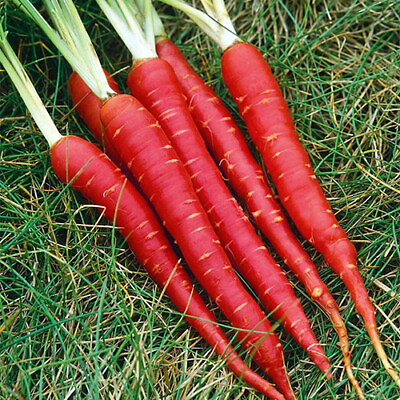 #ad Atomic Red Carrot Seeds Non GMO Free Shipping Seed Store 1091 $2.29