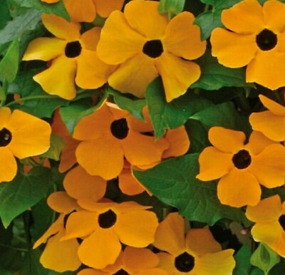 #ad BLACK EYED SUSAN VINE SEEDS 50 annual FLOWER orange YELLOW garden FREE SHIPPING $2.75