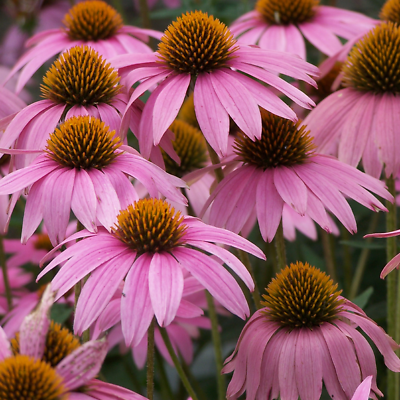 #ad Purple Coneflower Seeds Non GMO Free Shipping Seed Store 1259 $28.39