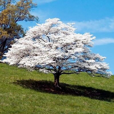 #ad White American Flowering Dogwood Tree Seeds Cornus florida Fall Color Hardy 5 $6.95