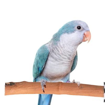 #ad Super Bird Creations Sb1119 Rattan Perch Sm. Natural Perch For Birds And Parrots $11.99