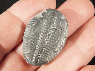#ad 500 Million Year OLD TRILOBITE Fossil From Jurassic Utah 4.88 $22.99