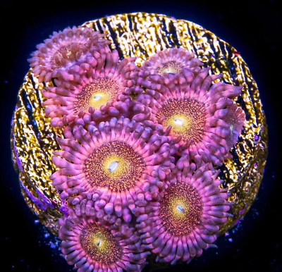 WWC Mohawk Zoa Live Coral Frag World Wide Corals bounce SPS LPS $45.00