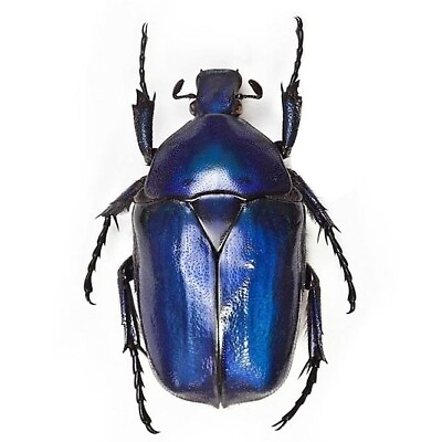 #ad #ad Torynorrhina flammea blue scarab beetle Thailand UNMOUNTED $20.00