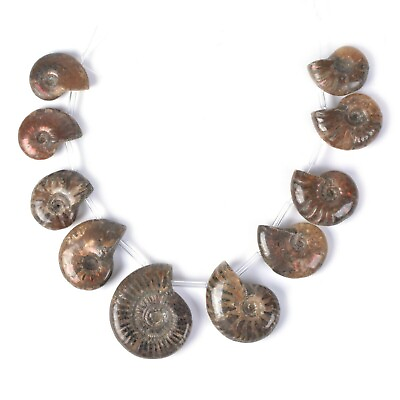 #ad 0521 10pcs side drilled ammonite fossil gemstone beads strand 22mm to 36mm $18.99
