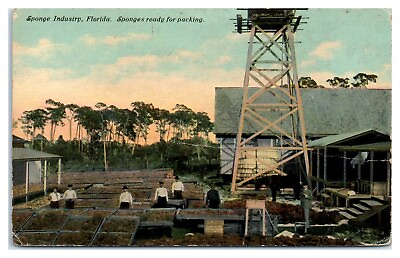 #ad Early 1900s Florida Sponge Industry Sponges Ready for Packing Postcard *5D $16.95