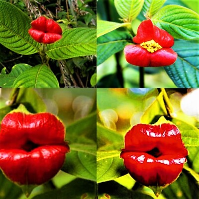 #ad 20 Red Lips Seeds Very Rare Exotic Flower Plant $4.44