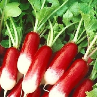 #ad French Breakfast Radish Seeds NON GMO Heirloom Fresh Garden Seeds $4.00