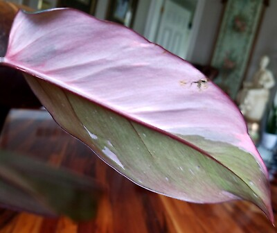#ad Rare Philodendron Black Cherry Pink Princess 15quot; Tall W Pups Aroid Monstera $75.00