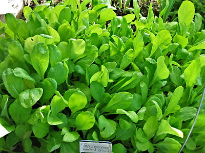 #ad mustard spinach TENDERGREEN salad greens 940 seeds GroCo buy US USA $0.99