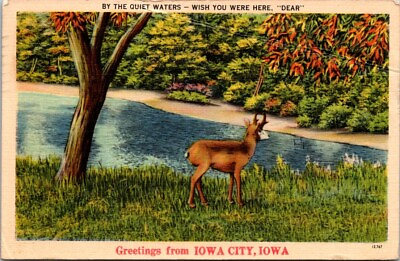 #ad Iowa City IA Greetings Deer Water Tree c1940s Linen postcard JP1 $7.99