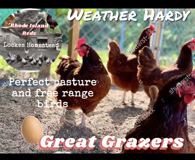 #ad 51 Rhode Island Red Hatching Eggs: Fresh Fertile Natural Unmixed Pasture Raised $18.50