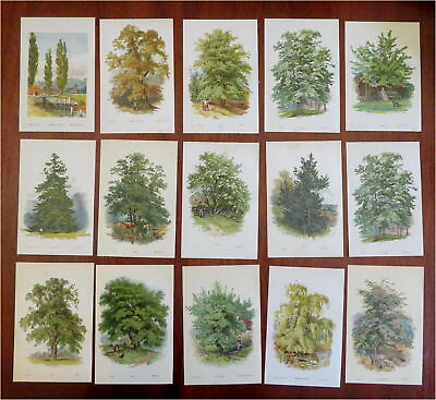#ad Tree Prints Lot x 15 color chromolithographed c. 1890#x27;s Holly Ash Spruce Walnut $75.00