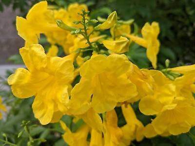 50 Organic Esperanza Seeds Yellow Bells Yellow Trumpetbush Elder Tecoma stans $6.03