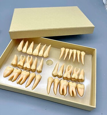 #ad 2.5x life size Human Dental Study Model of Individual Permanent Teeth 32 teeth $74.20