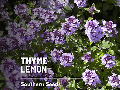 #ad Thyme Lemon seeds Heirloom Herb Thymus pulegioides Aromatic and Flavorful $1.95