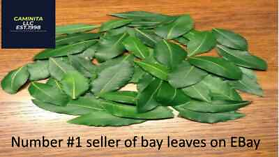 #ad Organic Bay Leaves 60 Fresh picked leaves Laurus Nobilis Laurelfree Shipping $14.49