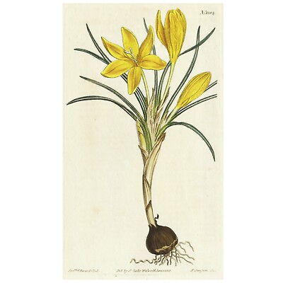 #ad Rare 1811 Curtis Botanical Print No. 1384 CROCUS SULPHERUS OLD CLOTH OF GOLD $69.99