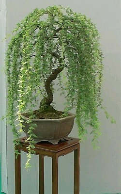 #ad #ad Bonsai Green Weeping Willow Tree Thick Trunk Cutting $12.95