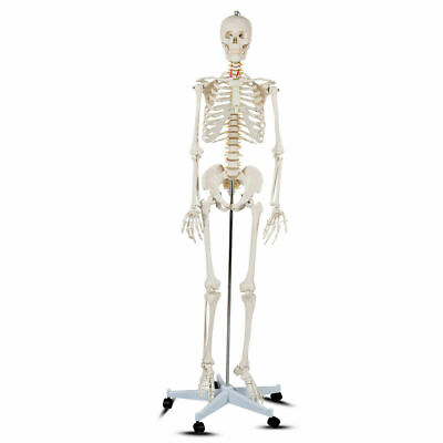 #ad 70.8quot; Life size Skeleton Model Medical School Human Anatomy W Rolling Stand $129.99