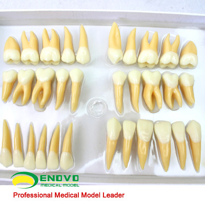#ad 2:1 life size Set of Human Dental Study Model of Individual Permanent Teeth $77.50