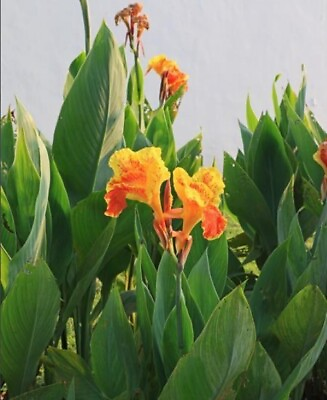 #ad 5 Canna Lily Bulbs Rhizomes Orange yellow $10.00