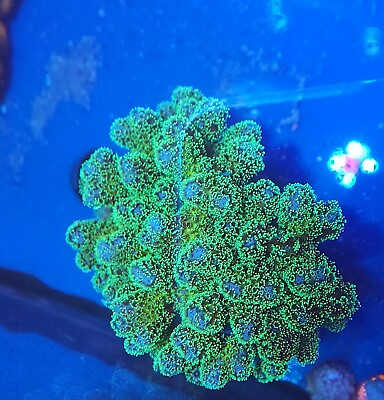 #ad Live Coral Aquacultured Green And Purple Stylopora Coral Colony 2.5quot; 3quot; $39.99