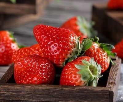 #ad #ad 100Red Strawberry Seeds Big Flesh Fruit Perennial Container Garden USA $2.67