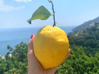 #ad Italian Lemon 🍋 10 Seeds Organic Non GMO Pesticide Free Fruit Tree VERY RARE $20.00