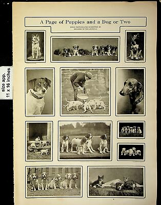 #ad 1902 Page of Puppies Dogs Portraits Vintage Print 19596 $12.98