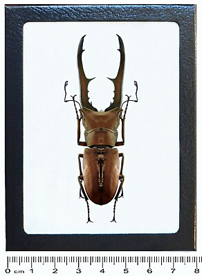 #ad #ad Cyclommatus metallifer stag beetle Indonesia framed $20.00