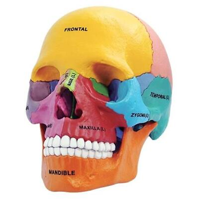 #ad Tedco Toys 26087 4D Anatomy Didactic Exploded Skull Model $38.73