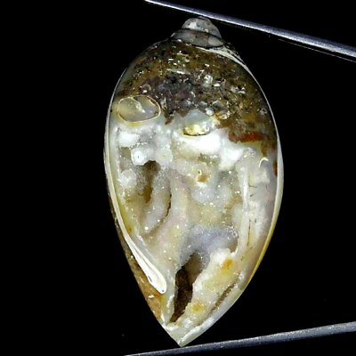 #ad 153.90Cts Natural Fossil Snail Druzy Agate Loose Gemstone $16.99